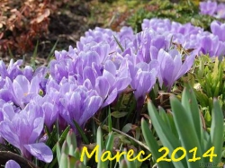 Plán aktivít Marec 2014